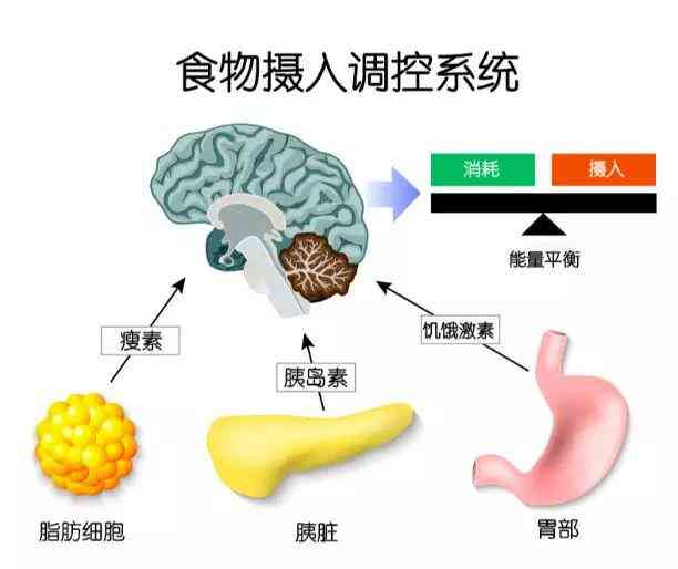 饱腹感原理：如何产生并受哪些因素决定？