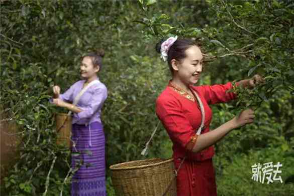 普尔茶园位于哪里？了解普尔茶价格表与产自地，茶叶多少钱一斤？