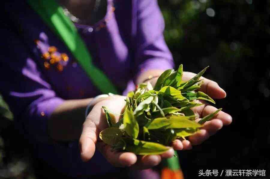 藏茶与普洱茶的全面功效与作用：从健到美容，一次解析