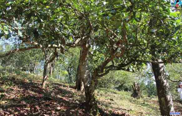 西畴县古树茶：品种特点、采摘工艺与品饮方法的全面解析