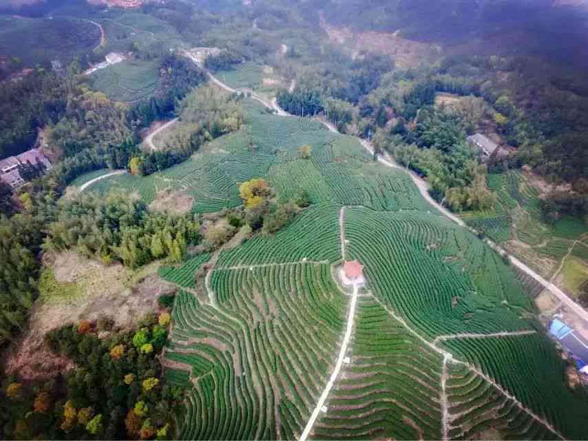 大朝山茶区的位置和特点是什么？