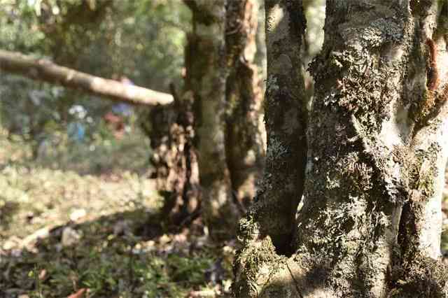 大朝山古树普洱岩茶：云南特色茶叶的魅力与价格解析