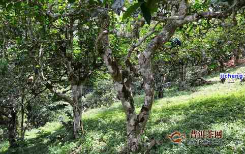 新白花树普洱茶品种、产地、年份、品质价格全方位解析