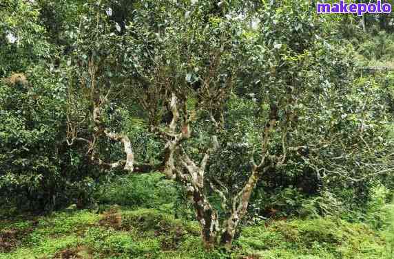 白花树普洱茶口感体验：品质如何？