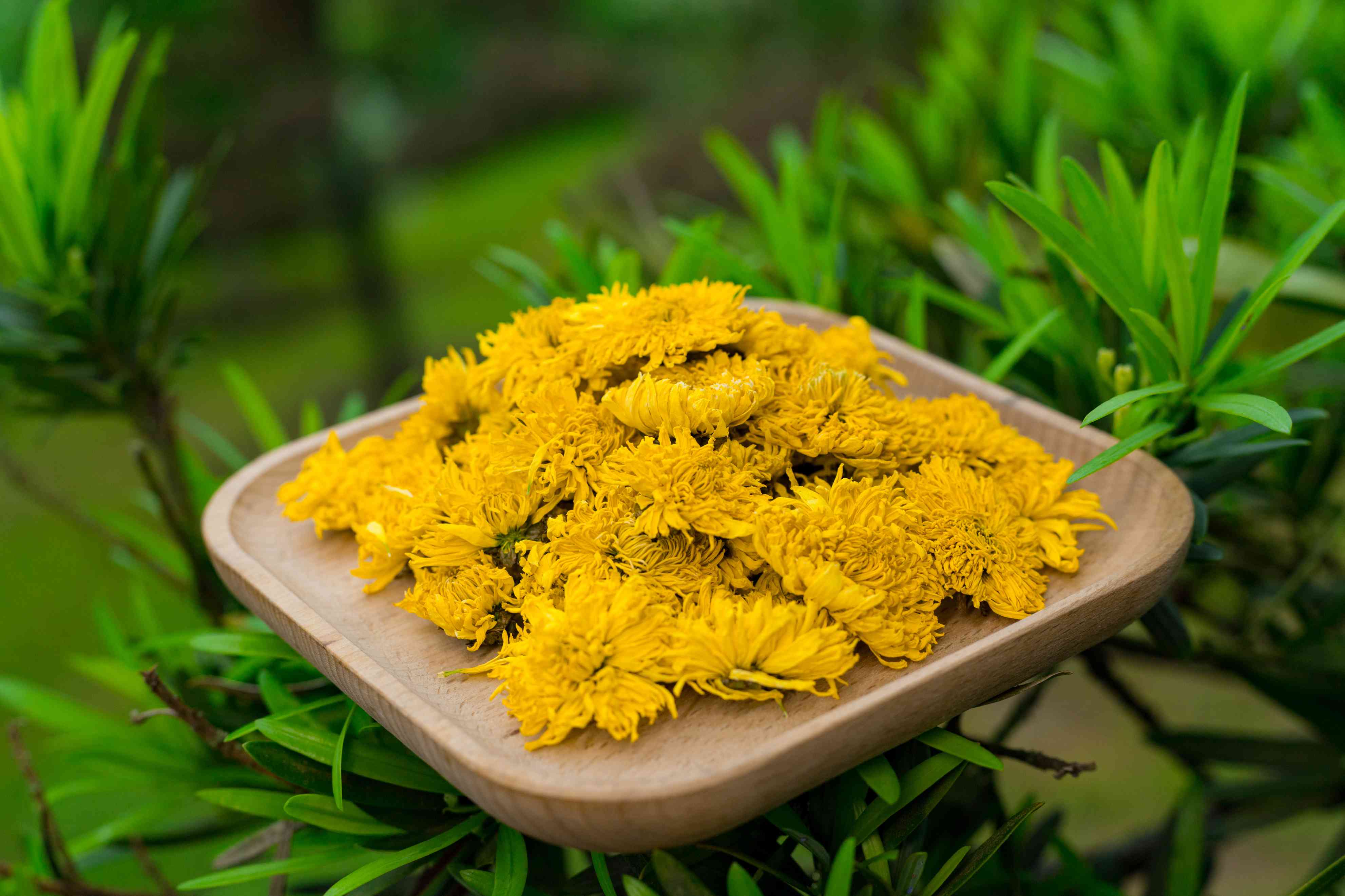 长期饮用熟普洱结合菊花茶对身体有何益处？是否可行？请医生给出专业意见