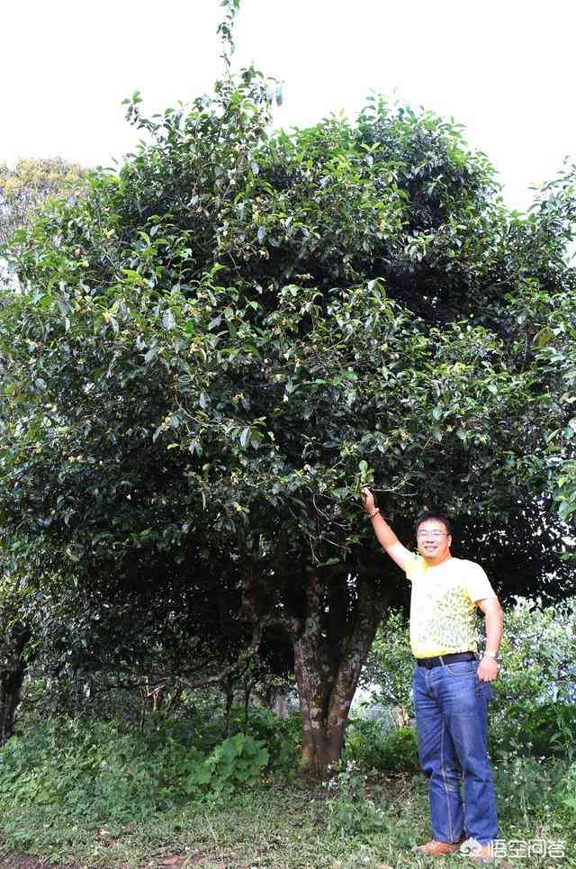 全面了解普洱茶单株价格：影响因素、市场行情及投资价值分析