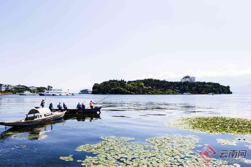 下关绿大树2015年回顾：生态保护、旅游景点与当地文化