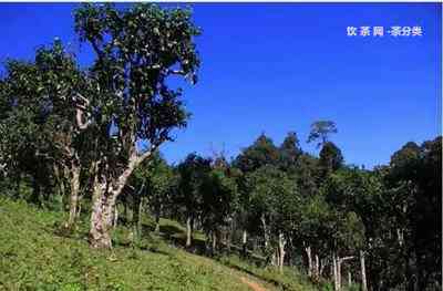 云南普洱茶培育基地详细地址及联系方式