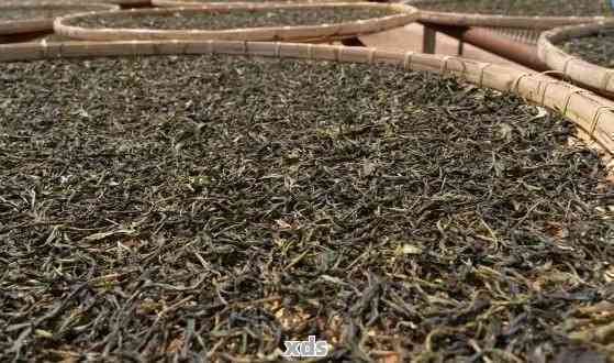 新探究普洱茶王的制作秘密：哪种茶叶能成就其无与伦比的味道？