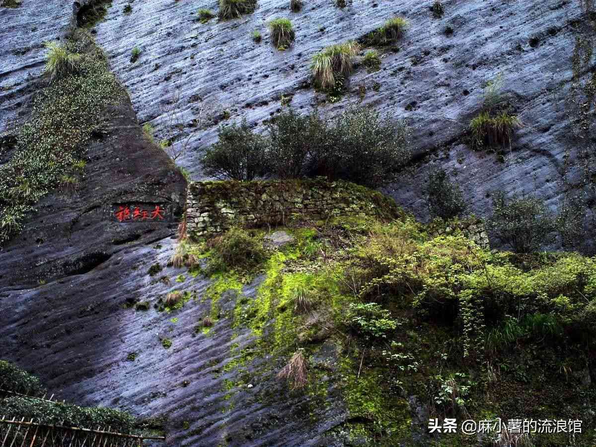 揭秘普洱茶：古树茶一棵树的茶叶产出，你了解多少？