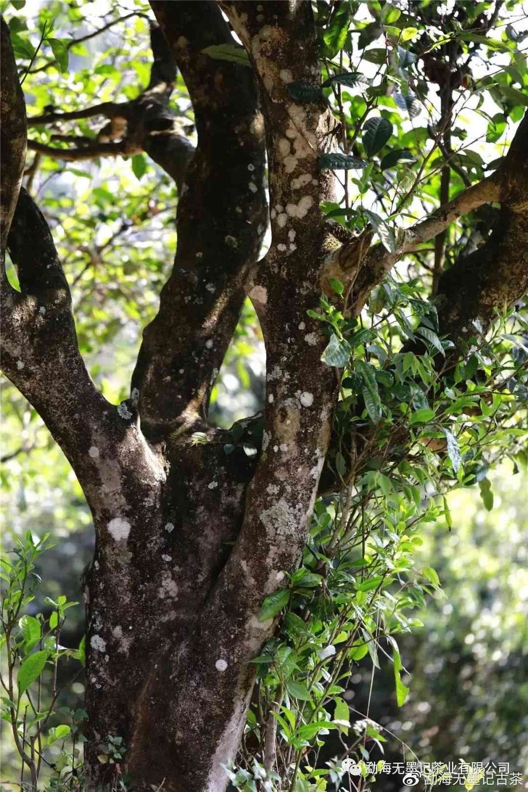 普洱茶产自什么树木的生长