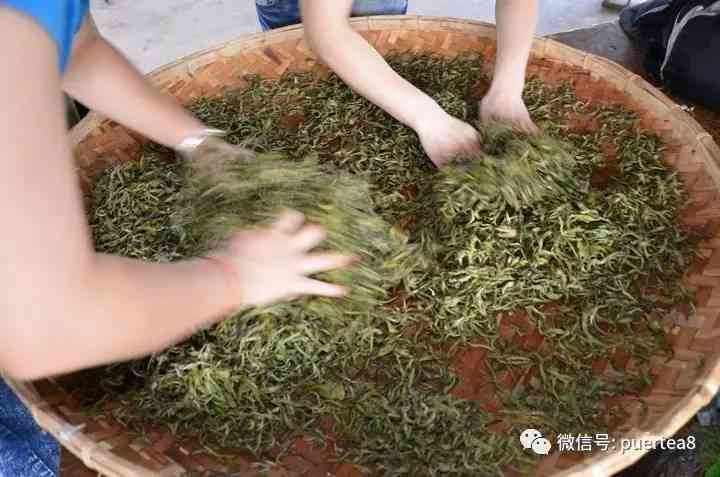 普洱茶揉捻后不成条状，原因及饮用方法解答：了解这些，让您喝得放心！