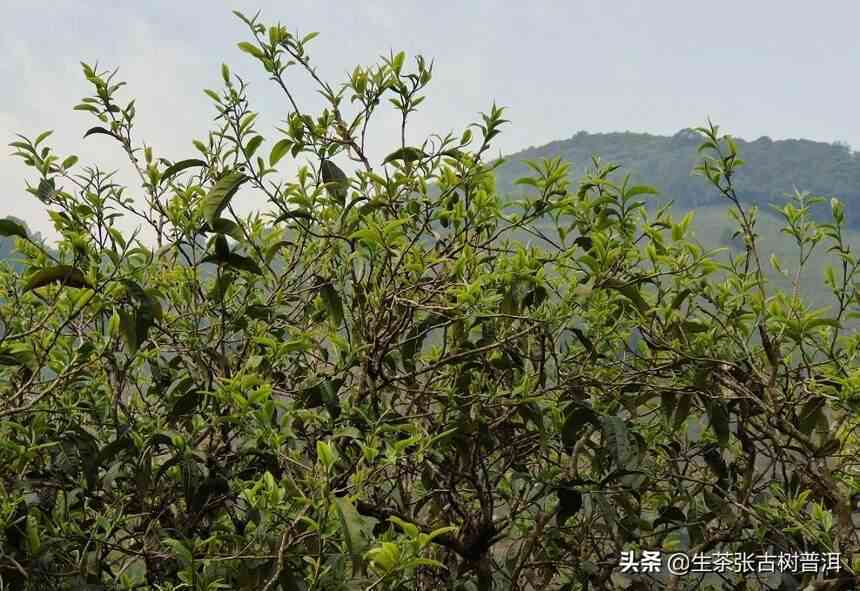 普洱茶春天的新茶品种及其特点：了解这种茶的命名、制作工艺和口感