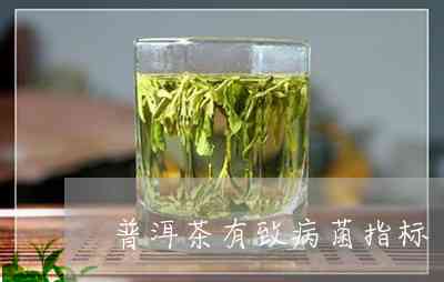 【普洱茶】致病菌多吗？真相揭秘！