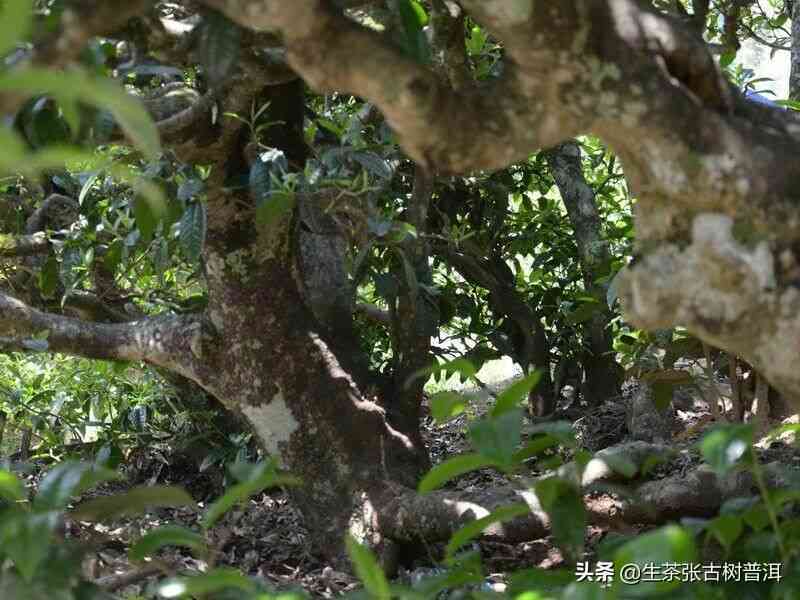 刮风寨熟普特点与价格分析，生普洱茶树龄分类