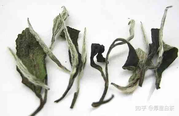 白水仙是什么茶：茶种、外形及特点全解析