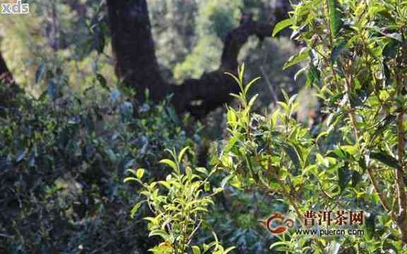 大朝山普洱茶特点：云南古树茶魅力展现