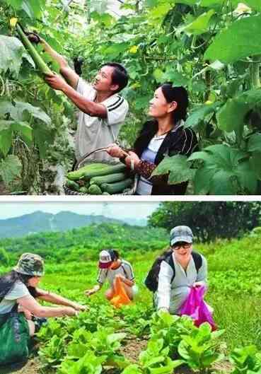 一类普洱茶采摘标准：什么样？