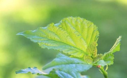 绿色飘花：神奇功效解析与健康益处探究