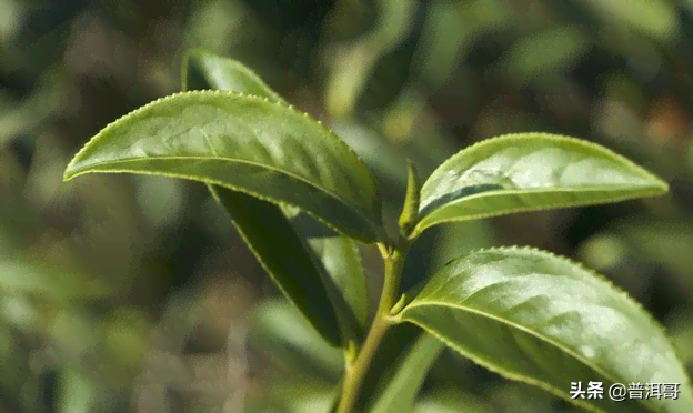 全面指南：如何正确泡制16年普洱茶，让您品尝到更美味的口感