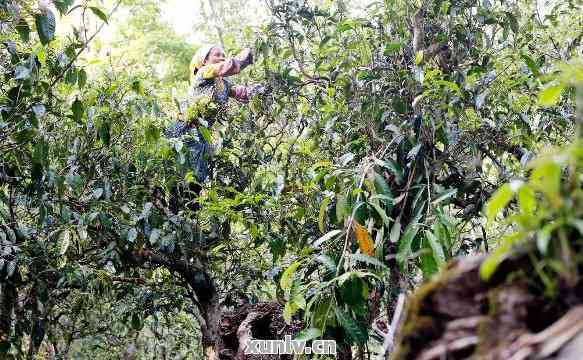 新德普洱茶：源自云南古六大茶山，探寻源头产地与独特风味