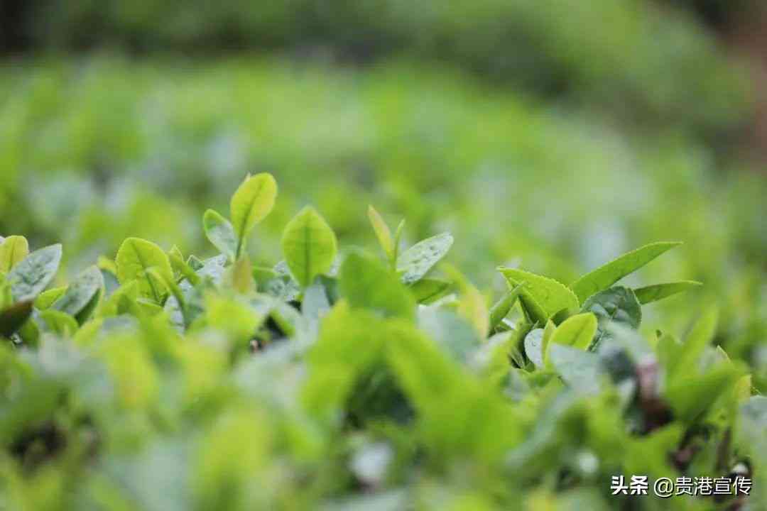 新德普洱茶：源自云南古六大茶山，探寻源头产地与独特风味