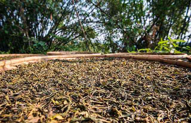 野生芽孢普洱茶：源自自然的纯净之味