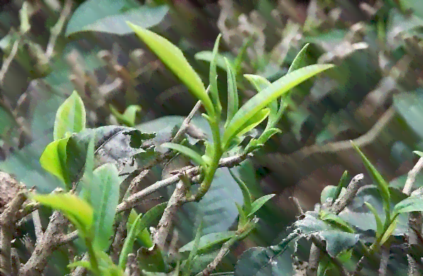 普洱茶野生芽包怎么冲泡的