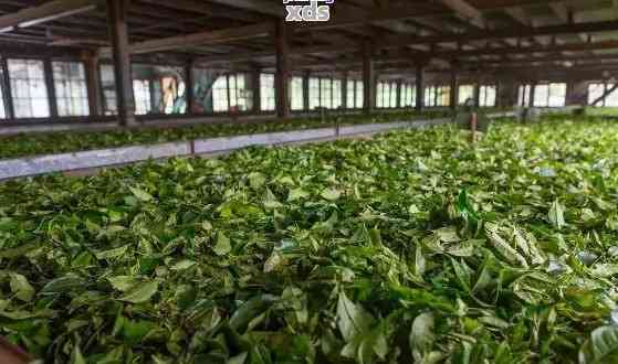 探索明星火茶厂的奢华茶品系列：高端茶叶品味之旅