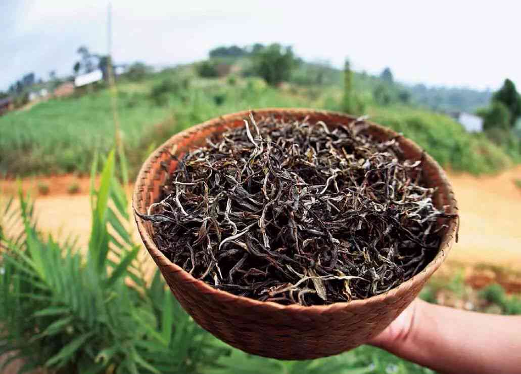 普洱茶散茶碎片化：原因、种类和品质影响