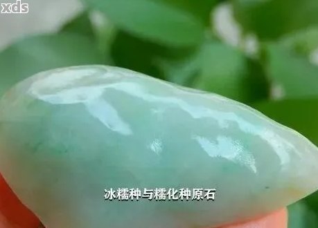 冰糯种和糯化种：哪个更适合您的茶叶品尝？