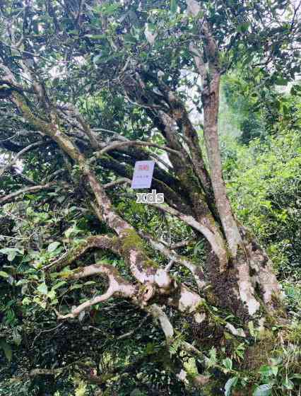 保山古树茶特点介绍：云南保山古树茶的魅力与特色