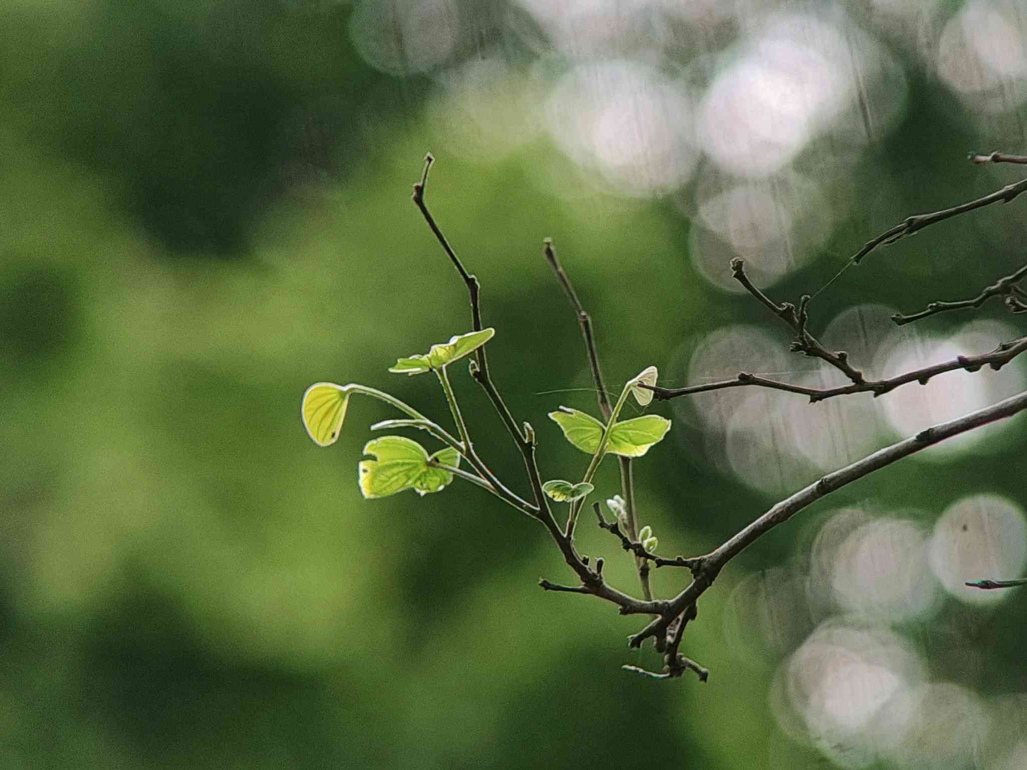 绿意盎然：探索自然的生机与活力