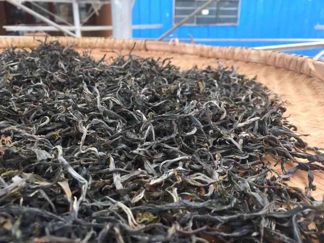 新普洱茶冲泡时出现碎片现象，这是否正常？原因何在？