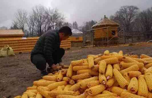 珍贵稀有玉米品种：超越黄金的独特价值与风味