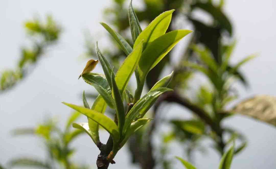 新 '2014年氏普洱茶母树茶：珍藏版，古树韵味，纯正品质'