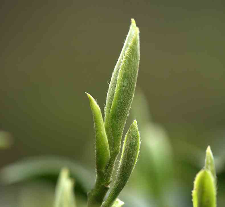 熟普老白茶的品饮禁忌：避免与哪三种茶叶搭配，让茶味更佳？