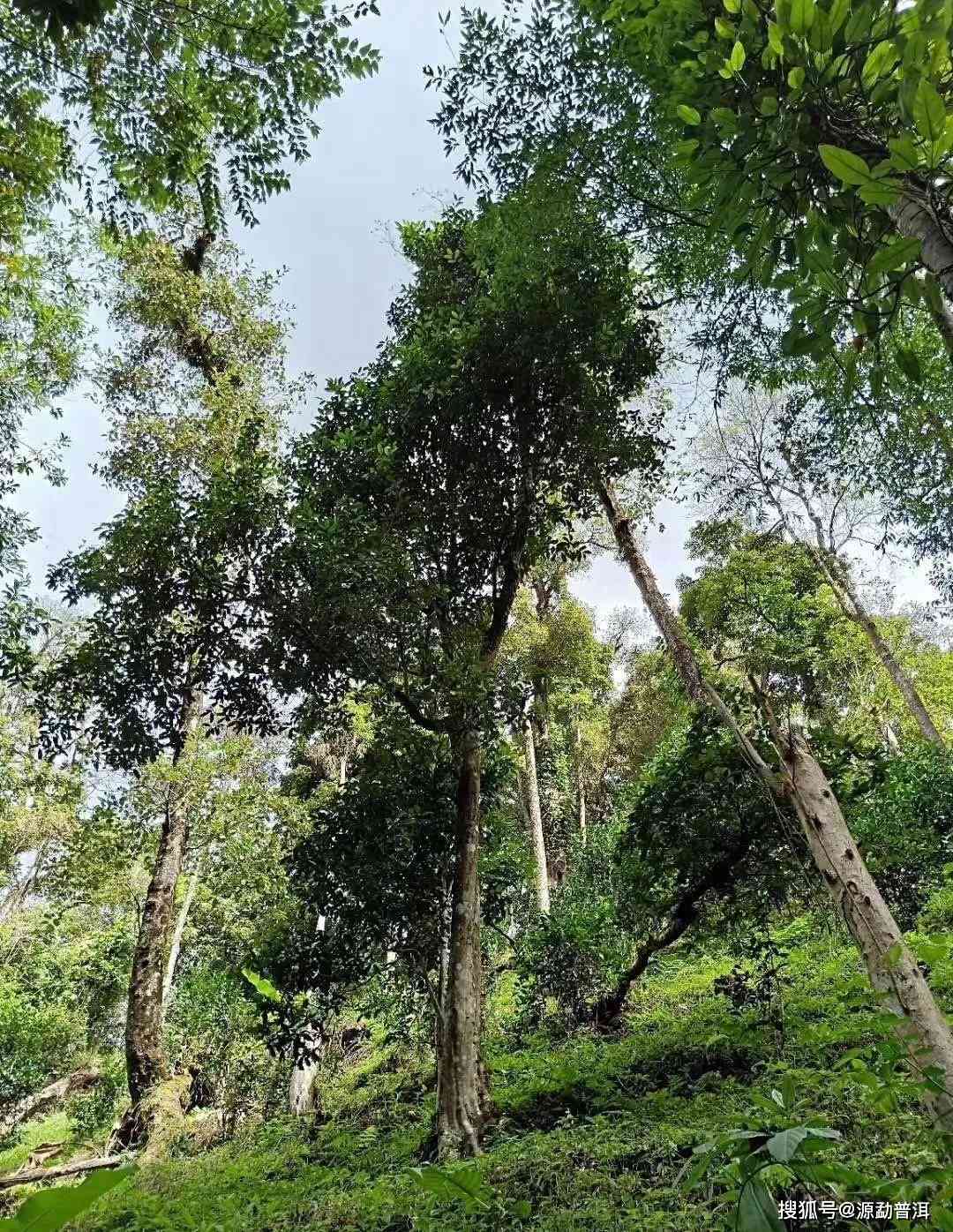 云南原生态高杆普洱茶：望天树的独特魅力与品质