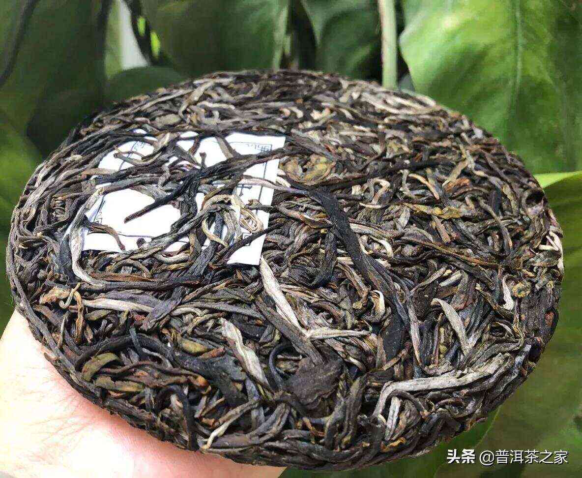 高杆普洱茶