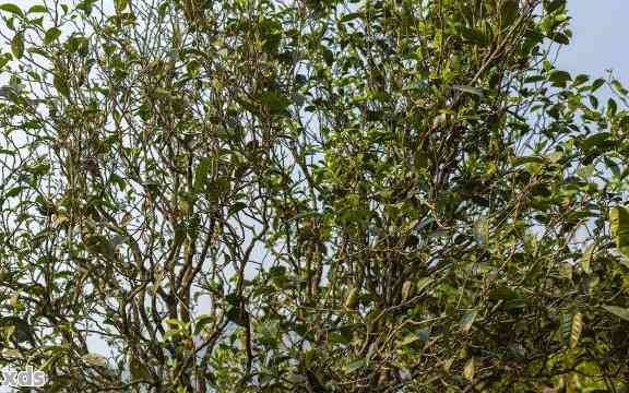 普洱茶杆杆能当茶喝吗：探究普洱茶里的茶杆及其影响