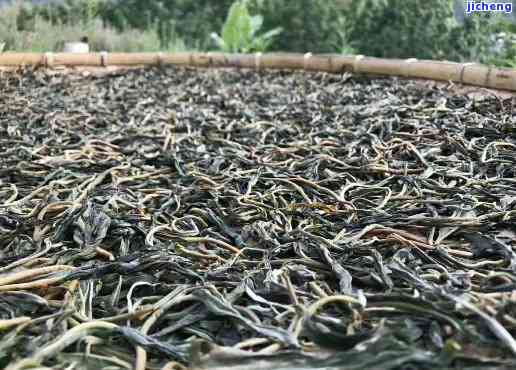 普洱茶杆杆能当茶喝吗：探究普洱茶里的茶杆及其影响