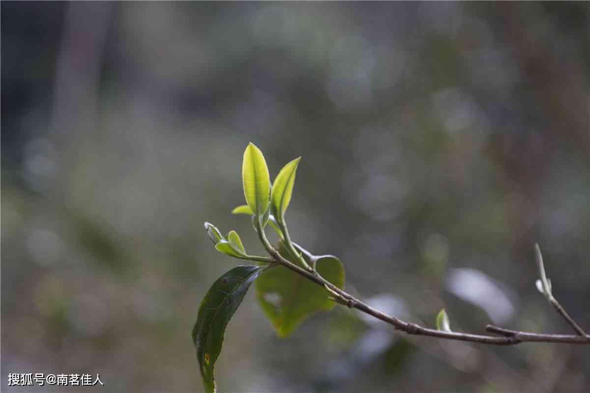 高杆生普的极命运：成功、失败或介于两者之间？探索其全面结局