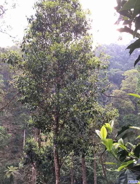 小高杆普洱茶不是古树：普洱茶高杆古树概念与价格解读