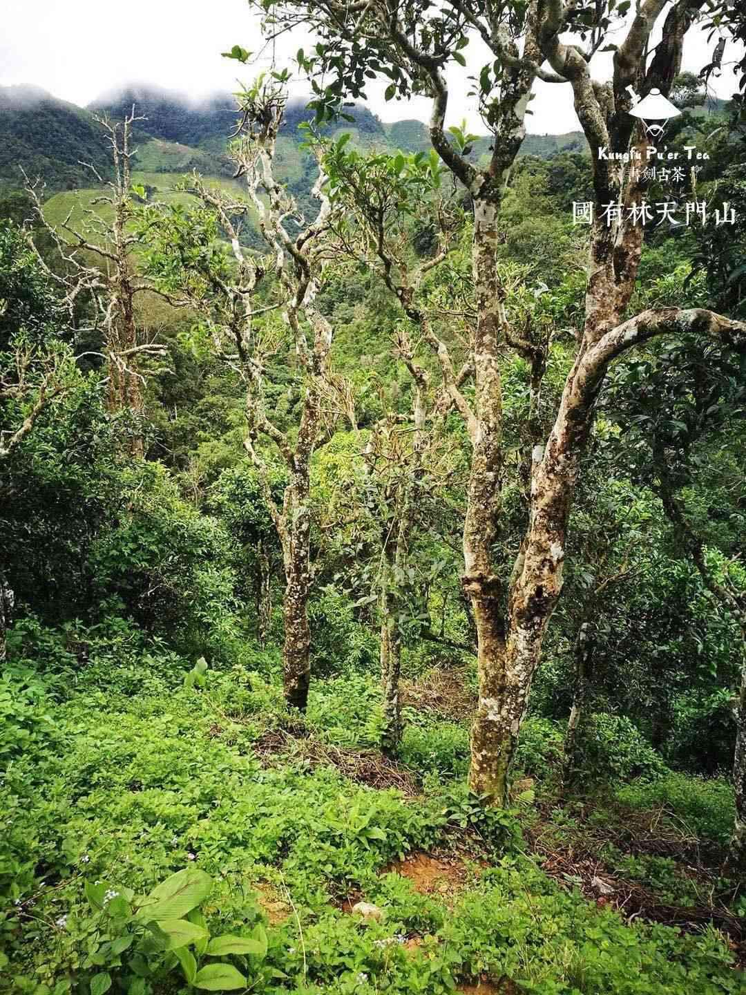 小高杆普洱