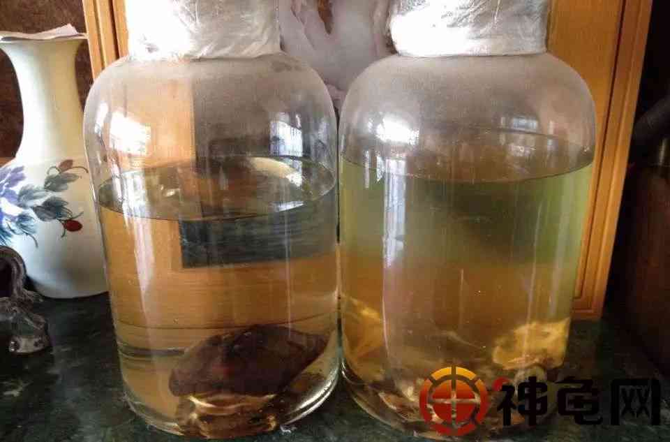 龟板泡酒的健益处与全面作用解析：为何越来越多的人选择饮用？