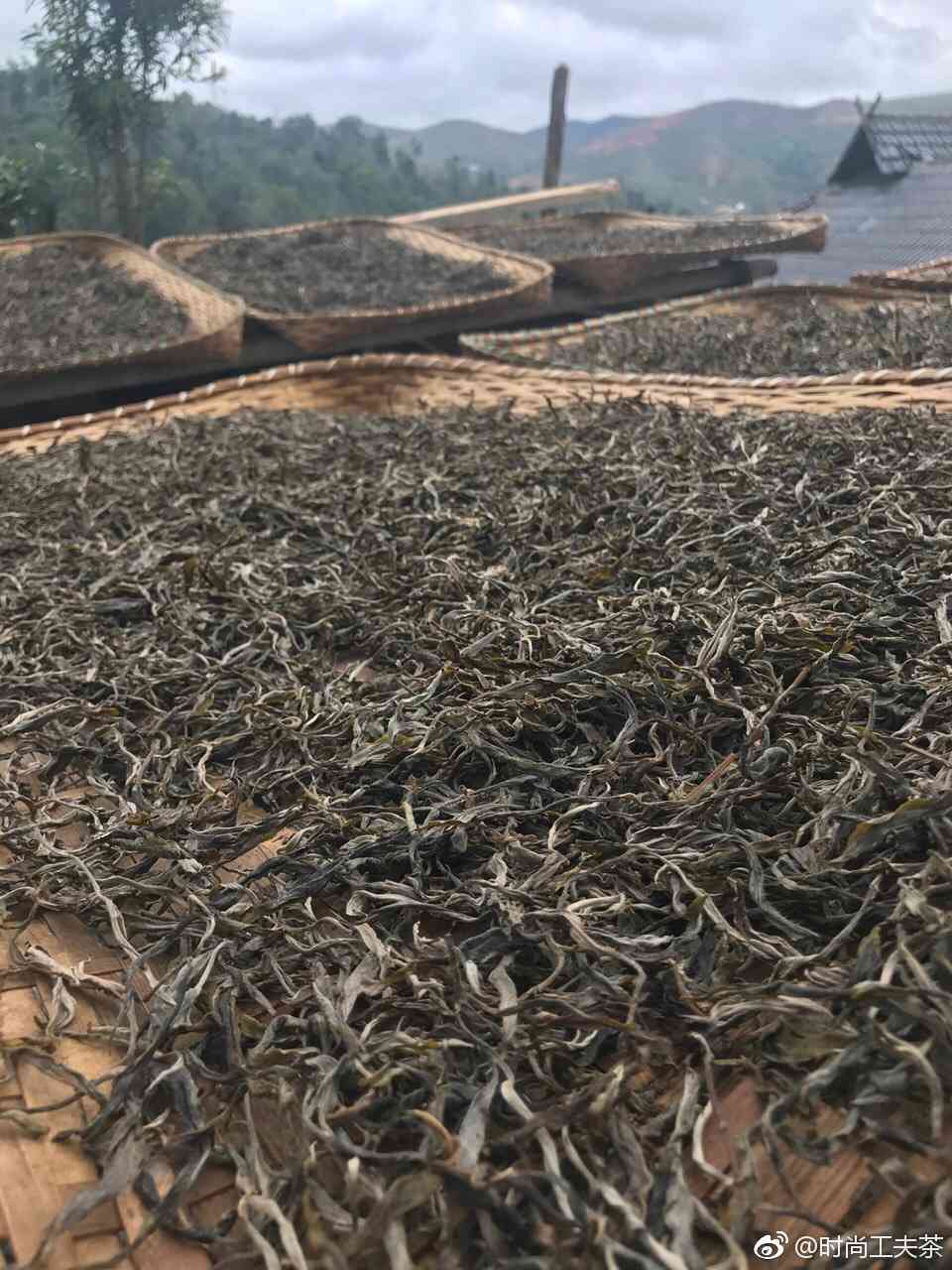 龙塘普洱茶：揭秘其源自哪个茶区的精制作工艺与独特风味