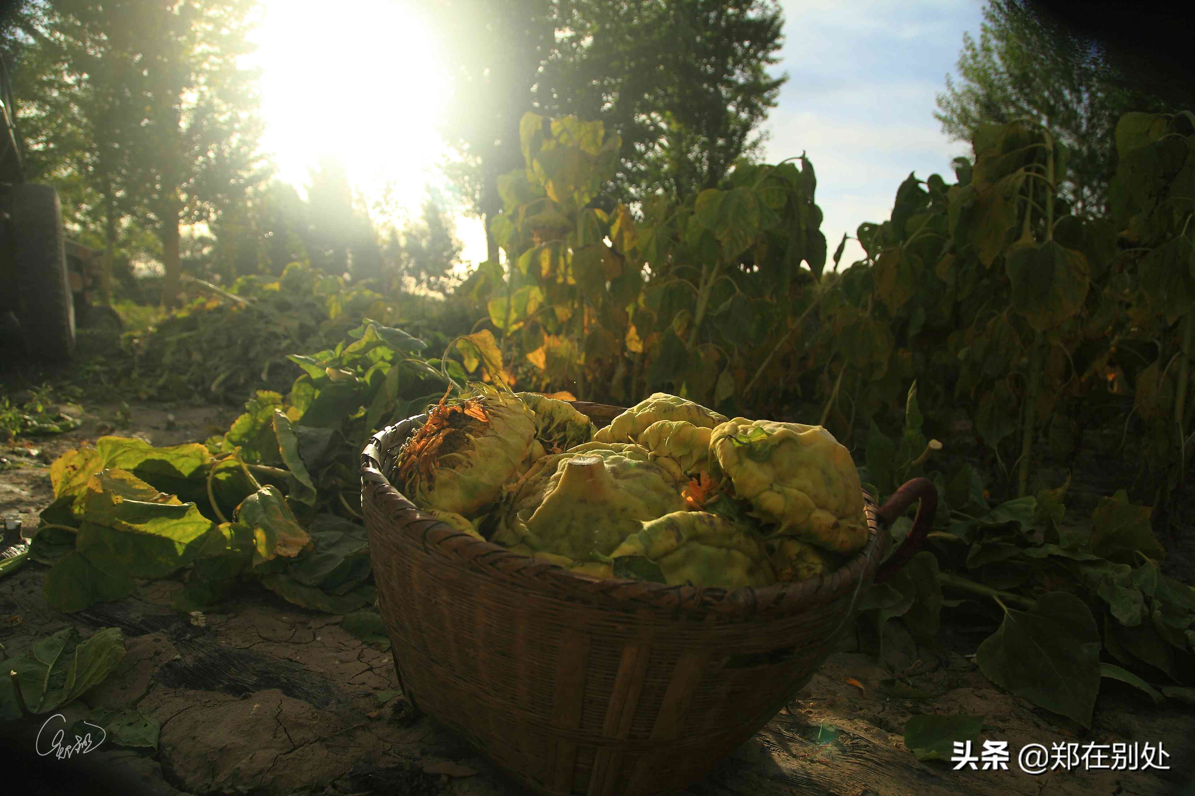 和田玉的选购与鉴赏：来自西北工匠家的全方位指南