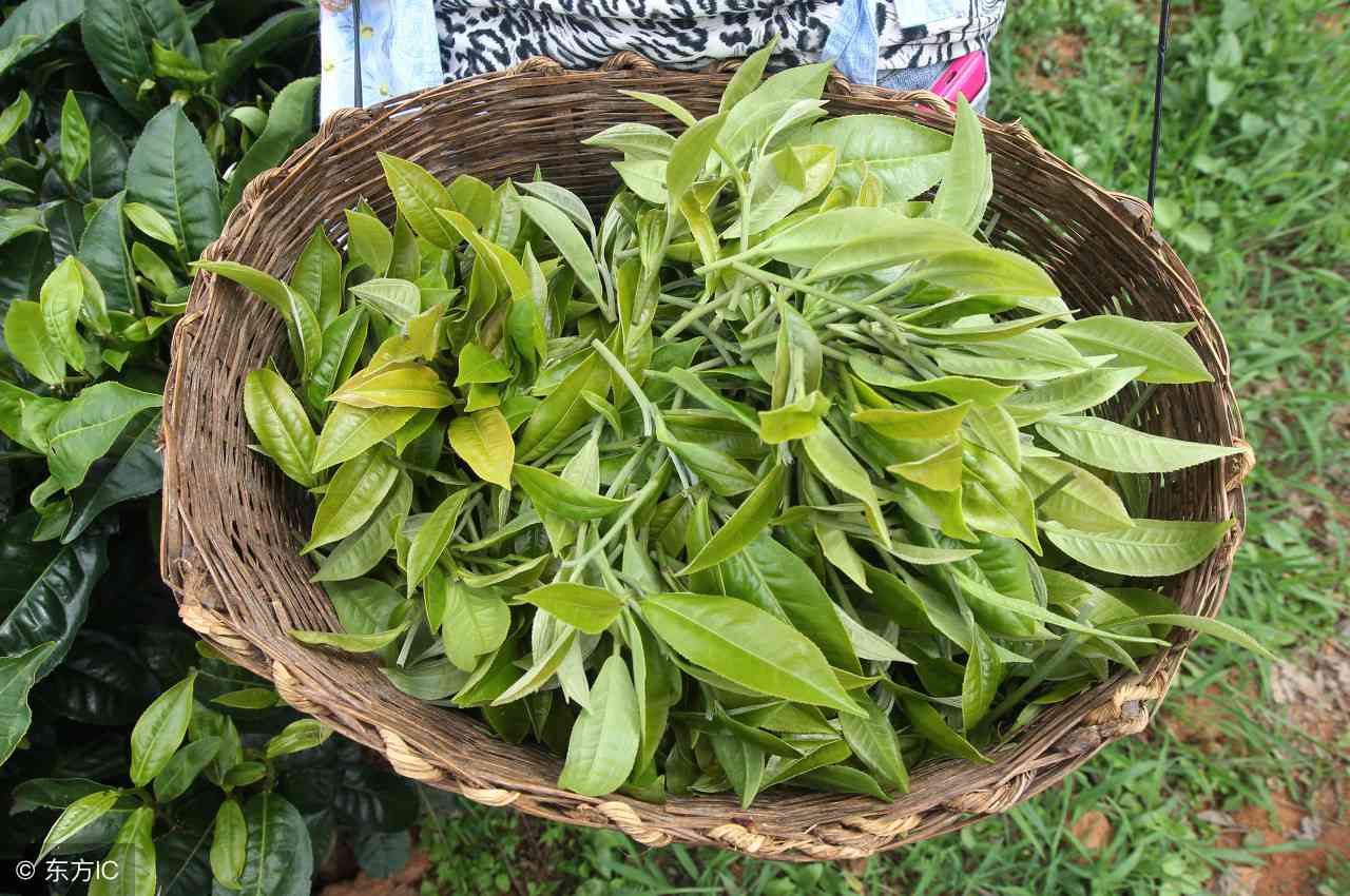 普洱茶中难以忽视的油脂世界：揭示其独特的风味和健益处