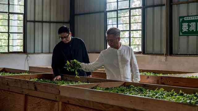 瑞荣号普洱茶林修源：探索高品质茶叶的诞生之路与独特风味