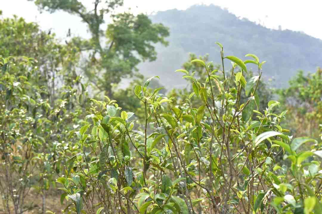 昔归古树普洱茶：品质、历、冲泡方法和收藏价值全方位解析